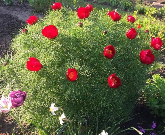 Пион тонколистный, или воронец (Paeonia tenuifolia)