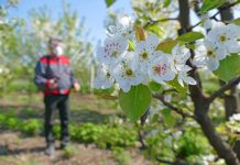 Батрайдер – инсектицид для сада