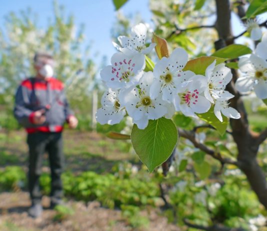 Батрайдер – инсектицид для сада