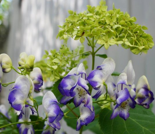 Аконит и гортензия — идеальная пара для тенистого цветника