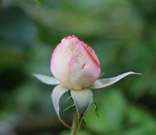 Болезни и вредители роз, с которыми мы чаще всего сталкиваемся