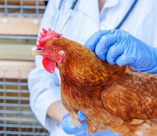 Болезни кур — симптомы, профилактика, лечение