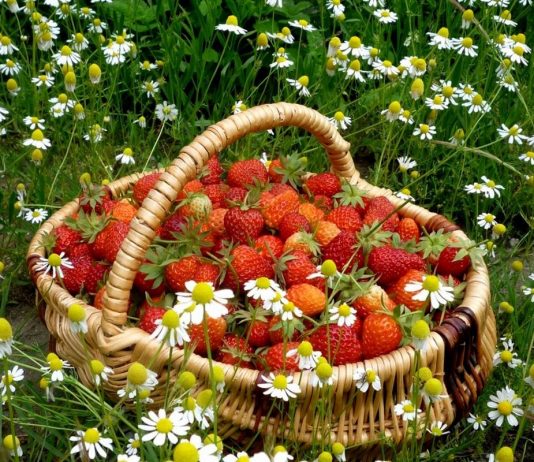 Что не забыть сделать в июне садоводу?