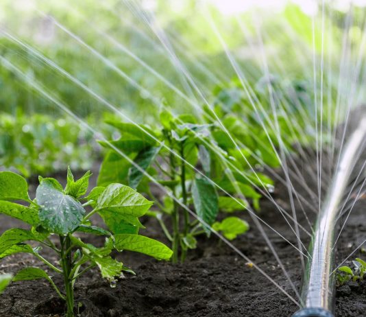 Как напоить растения с минимальными расходами воды и физических сил?