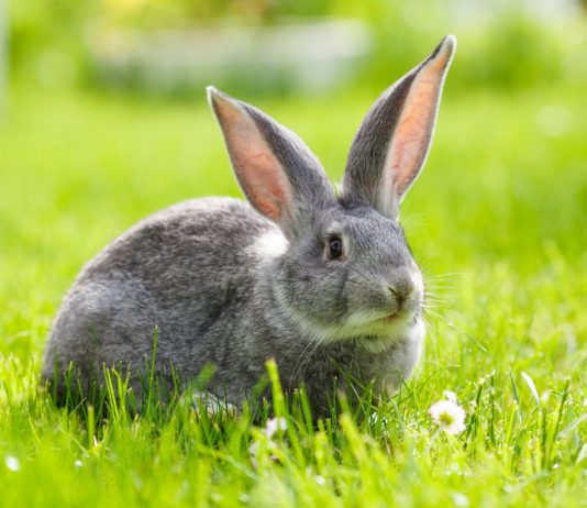 Кролики на лето — мой опыт разведения - Животные Кролики на лето — мой опыт разведения