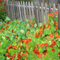 Хорошо растёт на кислом грунте настурция (Tropaeolum) Хорошо растёт на кислом грунте настурция (Tropaeolum)