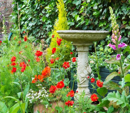 Лучшие растения для цветника на кислой почве