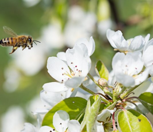 Маленькие труженики большого урожая — о роли опылителей в жизни растений