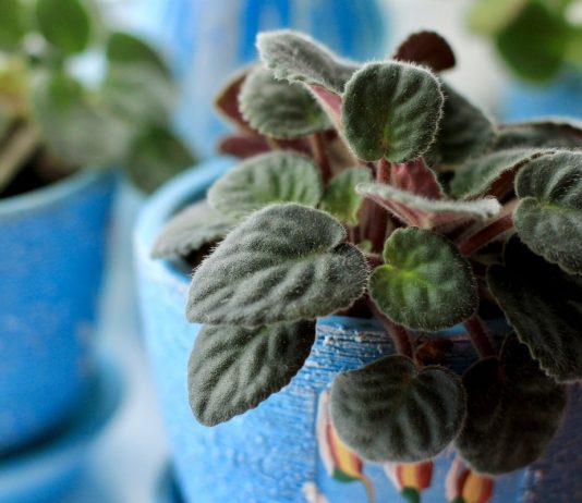 Почему не цветут сенполии в домашних условиях?