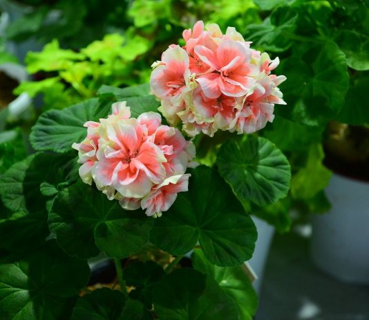 Почему не цветёт пеларгония? - Красивоцветущие Почему не цветёт пеларгония?