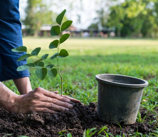 Преимущества использования микоризных грибов при посадке растений - Цветник и ландшафт Преимущества использования микоризных грибов при посадке растений