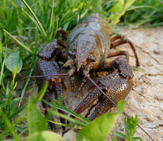 Раки в пруду — особенности разведения