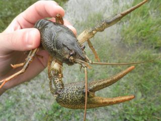 Длиннопалый рак (Pontostacus leptodactylus)