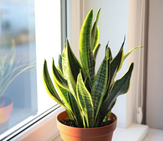 Сансевиерия — исключительно выносливое растение для украшения интерьера - Комнатные растения Сансевиерия — исключительно выносливое растение для украшения интерьера