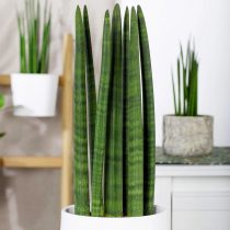 Сансевиерия цилиндрическая (Sansevieria cylindrica)