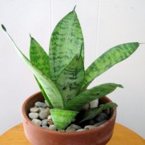Сансевиерия Хана (Sansevieria hahnii)