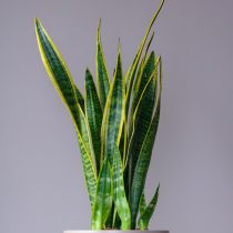 Сансевиерия трехполосая (Sansevieria trifasciata)