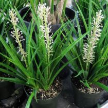 Кенийский гиацинт, или Сансевиерия изящная (Sansevieria parva)