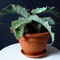 Сансевиерия Кирка (Sansevieria kirkii)