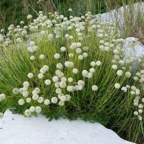 Сантолина перистая (Santolina pinnata) Сантолина перистая (Santolina pinnata)