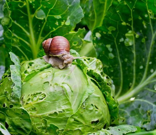 Улитки и слизни — какие бывают и как с ними бороться? - Животные Улитки и слизни — какие бывают и как с ними бороться?