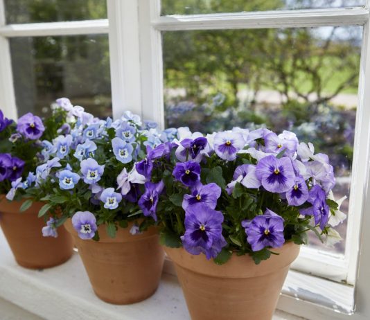 Виола на балконе и в комнатах — преимущества и недостатки