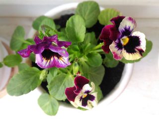 Фиалка трехцветная (Viola tricolor)