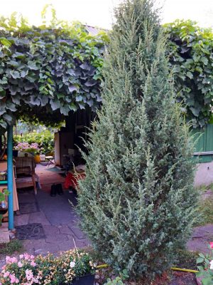 Можжевельник обыкновенный (Juniperus communis)