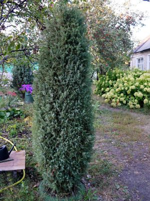 Можжевельник «Суэцика» (Juniperus communis Suesica) имеет более узкую клоновидную форму