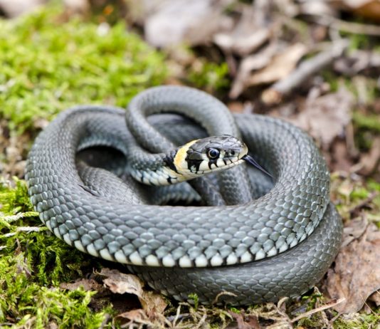 Змеи на участке — как распознать ядовитую и защитить себя от укуса?