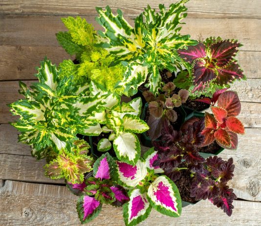 10 потрясающе ярких сортов колеуса