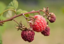 10 самых распространённых болезней малины и методы борьбы с ними