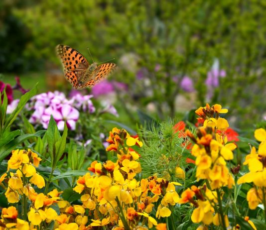 9 ярких двулетников, которые нужно посеять в июне