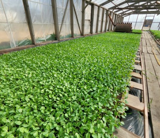 Как повысить стрессоустойчивость растений? - ЭКО-НЭСТ М Рассада гибридов капусты после обработок препаратами Эпин-Экстра, Цитовит и Циркон