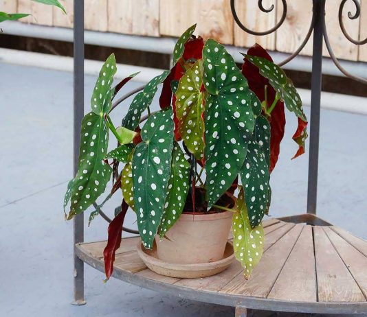 Бегония пятнистая — зеленые листья в белый горошек