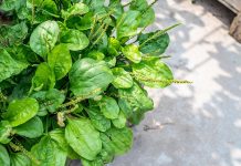 Декоративный подорожник — вкусный, полезный и красивый