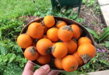 Экзотическая наранхилла — декоративный кустарник с вкуснейшими ягодами