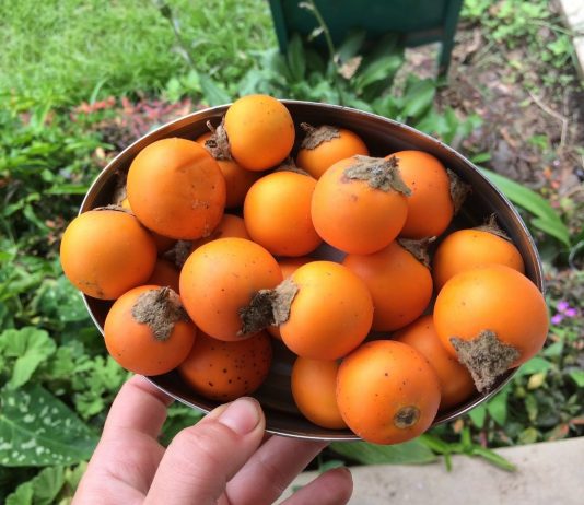 Экзотическая наранхилла — декоративный кустарник с вкуснейшими ягодами