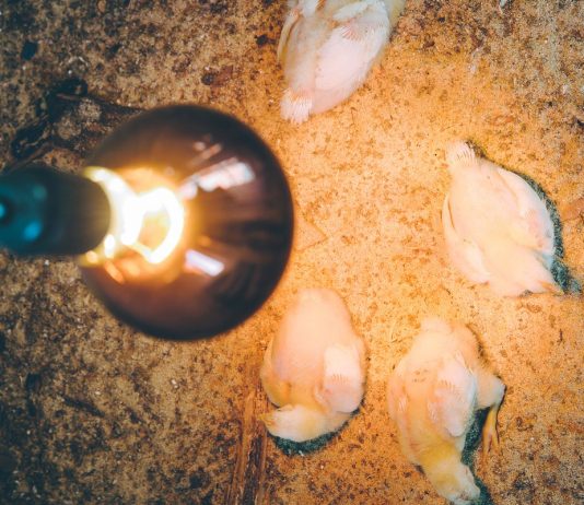 Как сделать брудер для цыплят и другой домашней птицы?