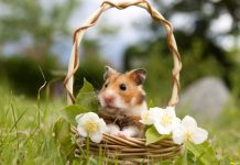 Какого домашнего хомячка выбрать и как его приручить?