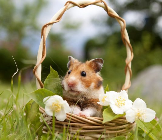 Какого домашнего хомячка выбрать и как его приручить?
