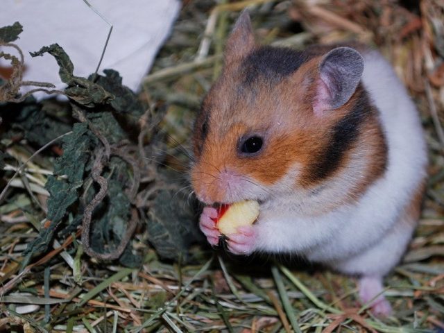 Сирийский хомяк (золотистый хомячок)