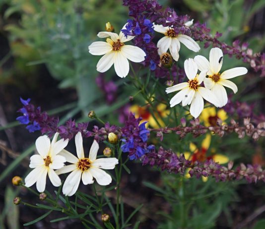 Кореопсис мутовчатый — солнечный многолетник для бедных и сухих почв