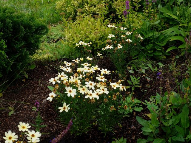 Кореопсис мутовчатый (Coreopsis verticillata) неприхотлив и легко выращивается на сухой и средней влажности почве при хорошем дренаже