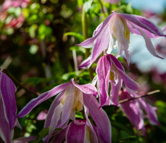 Лучшие сорта княжиков с голубыми, фиолетовыми, розовыми и белыми цветками