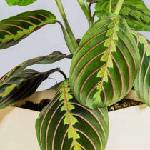 Маранта беложилковая (Maranta leuconeura), сорт 'Tricolor'