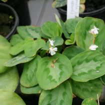 Маранта гребенчатая (Maranta cristata, синоним — Maranta bicolor)