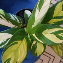Маранта тростниковая (Maranta arundinacea)