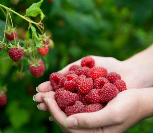 Мой неправильный опыт выращивания ремонтантной малины