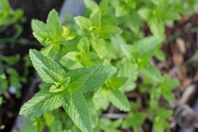 Мята колосистая (Mentha spicata) Мята колосистая (Mentha spicata)